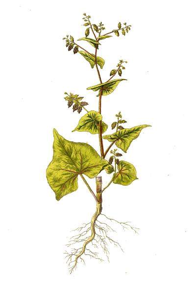 Buckwheat 관련 참고 이미지