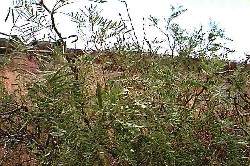 Mesquite 관련 참고 이미지