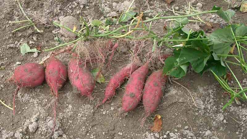 Sweetpotato 관련 참고 이미지