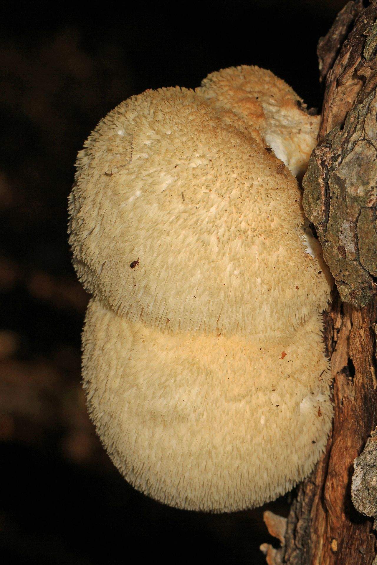 Mushroom 관련 참고 이미지